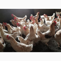 Cockerels for Sale - 8 Months Old