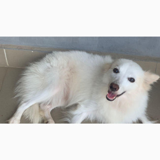 1+ year Female Purebred American Eskimo - Available for New Home
