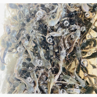 Intensive Catfish Hatching /Breeding Classes