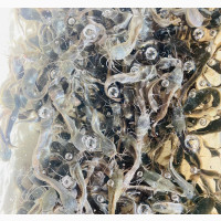 Intensive Catfish Hatching /Breeding Classes