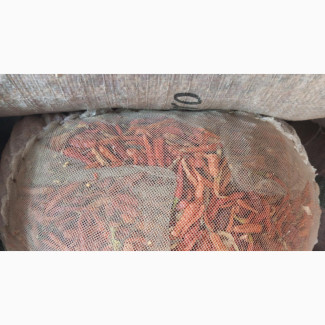 Dried Chili Pepper - Fresh and Flavorful