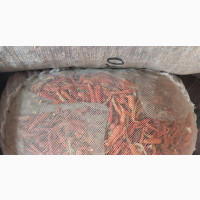 Dried Chili Pepper - Fresh and Flavorful