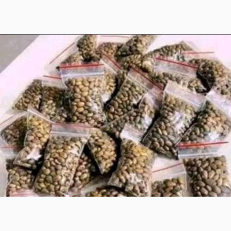 Miracle/Ghana Seeds