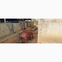 Pure Duroc Female Pig for Sale - Ready to Cross