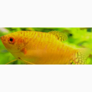 Gold Gourami Aquarium Fishes