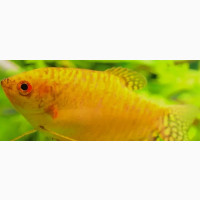 Gold Gourami Aquarium Fishes