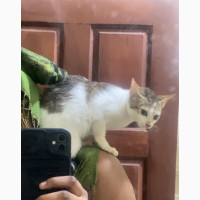 6-12 months Female Mixed Breed American Shorthair