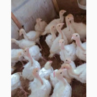 Broilers and Foreign Turkeys for Sale