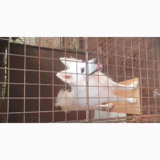 American Eskimo Female - Purebred, 1+ year old