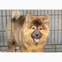Chow Chow Female Puppy Available for Adoption
