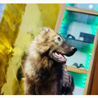 6-12 months Male Purebred Caucasian Shepherd