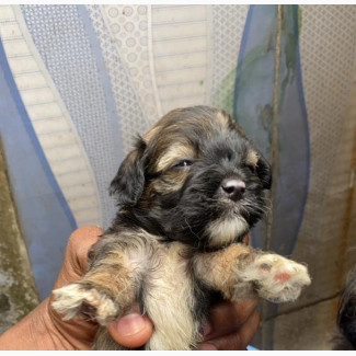 Female Lhasa Apso Puppy Available for Adoption