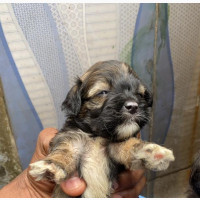 Female Lhasa Apso Puppy Available for Adoption