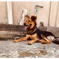 Female German Shepherd - Purebred, Intelligent, and Obedient
