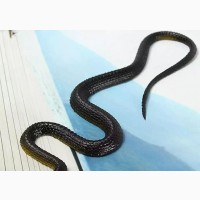 Fake Rubber Snake