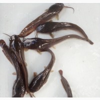 Health Catfish Juvenile at Ese Green Fish Farm