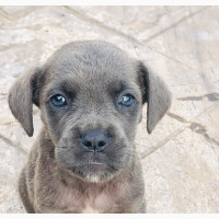 Purebred Bullmastiff Puppies - 1-3 Months Female