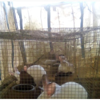 Healthy Meat Rabbits for Sale