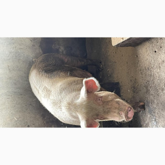 Pigs Breeds Available - Large Whites, Landrace, F1