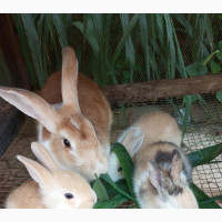 Rabbit For Sale