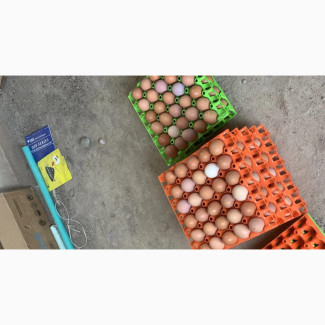 Farm Fresh Eggs for Sale