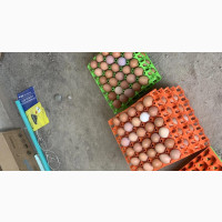 Farm Fresh Eggs for Sale