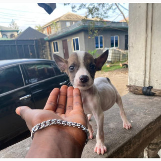 1-3 months Male Purebred Boxer