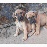 1-3 Month Female Purebred Boerboel
