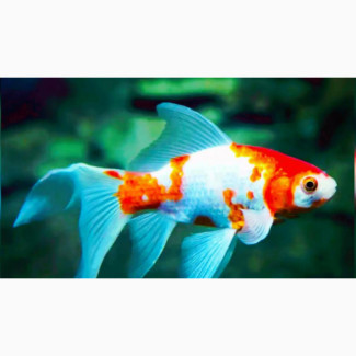 Live Fish for Sale for Affordable Price