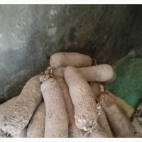Benue Yams