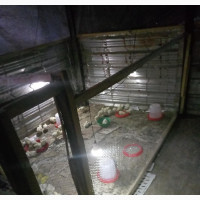 Chicken 4 US