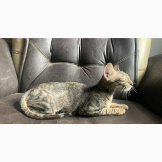Female Mixed Breed Bengal - 3-6 months old