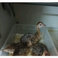Ostrich Pair for Sale - Affordable Price