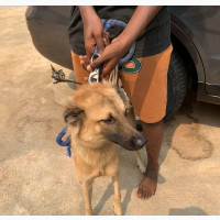 6-12 months Male Mixed Breed Caucasian Shepherd