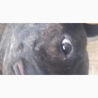 Purebred Female Boerboel - 1+ year old