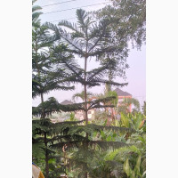 Araucaria for Sell (10 Feet)