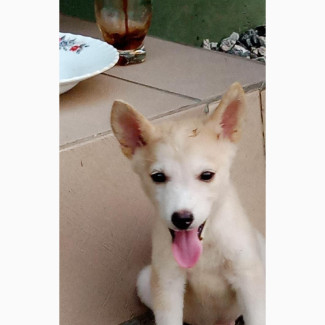 Male Purebred Siberian Husky 3-6 Months Old