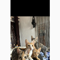 Male Purebred Egyptian Mau - 1-3 Months Old