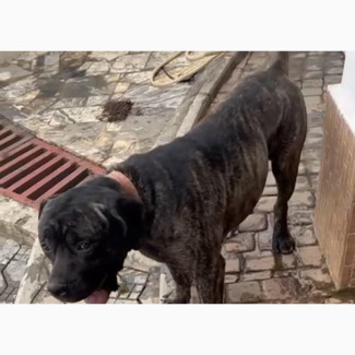 Male Purebred Boerboel Available in Abuja