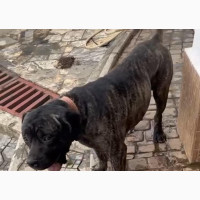 Male Purebred Boerboel Available in Abuja