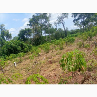 Farm Land Available for Lease