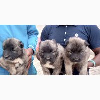 1-3 months Female Purebred Caucasian Shepherd