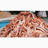 Extra Jumbo Native Oporo Shrimps Available