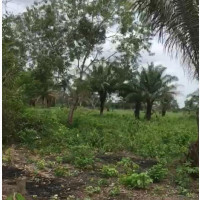 Over 50 Plots Of Land For Sale