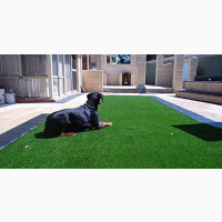 Carpet Grass VGC