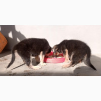 Male Purebred German Shepherd Puppies for Sale