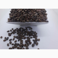 Miracle Wonder Seeds