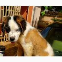 1-3 months Female Purebred Saint Bernard