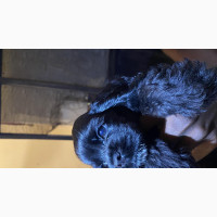 1-3 months Female Purebred Cocker Spaniel