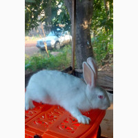 High Breed Rabbit - Quality Rabbits for Sale